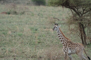 portrait of a baby giraffe walking through the serengeti national park tanzania