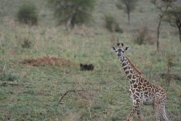 portrait of a baby giraffe walking through the serengeti national park tanzania