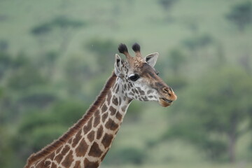 portrait of a giraffe in the serengeti national park