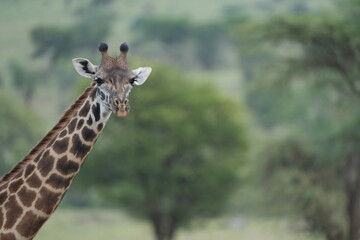 portrait of a giraffe in serengeti national park tanzania