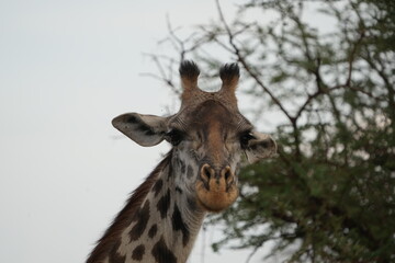 portrait of a giraffe in the serengeti national park safari wildlife