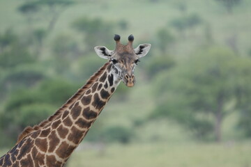 portrait of a giraffe in serengeti national park tanzania