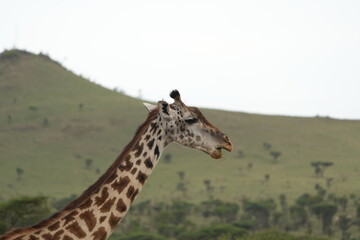 giraffe in the serengeti