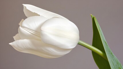 Obraz premium Serene White Tulip: A Study in Purity and Elegance