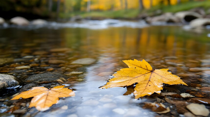 Two yellow maple leaves floating on a calm stream surface in autumn.