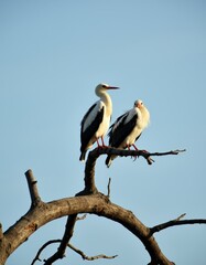 Two white birds sitting on top of a tree branch