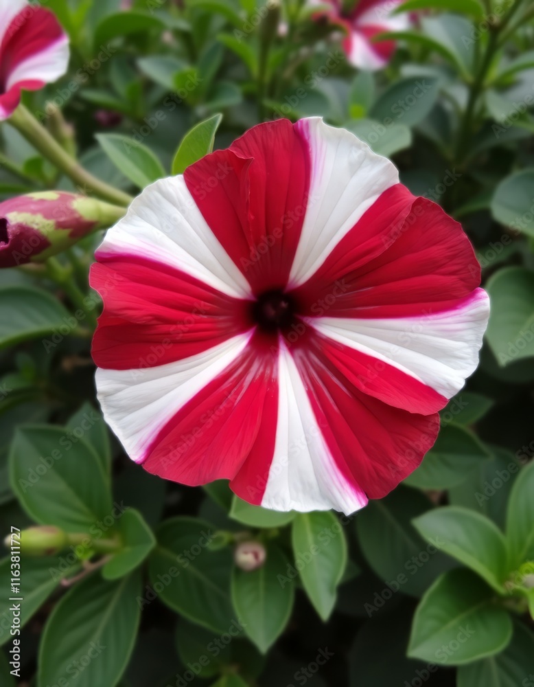 Canvas Prints A red and white flower with green leaves