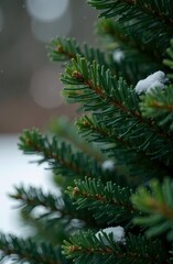 Obraz premium Green spruce close-up. Design in dark colors for seasonal quotes. Natural winter holiday festive forest background