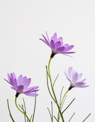 Three purple flowers on a white background