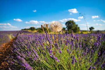 Fototapeta premium Vibrant Lavender Fields of Brihuega, Spain in Summer