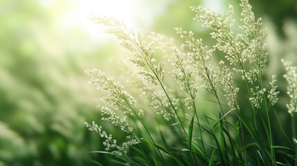 Sunlit meadow grass in summer.
