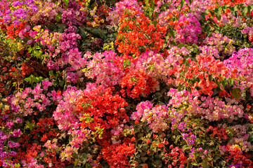 Obraz premium Beautiful background of blooming flowers. Laos travel and tourism