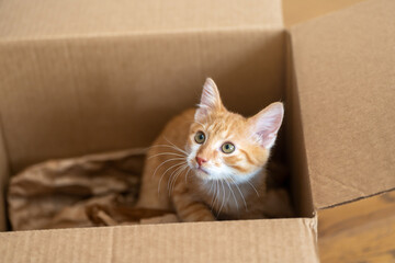 Ginger little cute cat plays in a small box. Fun for cats. Pets