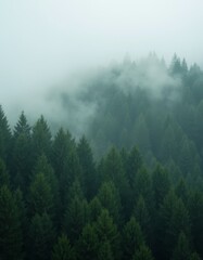 A foggy forest with trees in the foreground