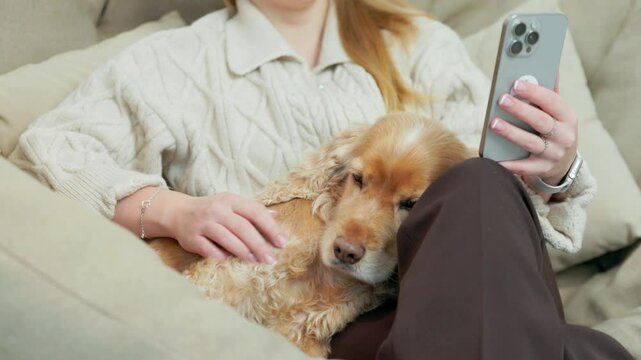 Young Woman With Smartphone In Hand Stroking Her Pet Dog While Sitting On Couch. Happy Ginger Cocker Spaniel On Hands of Canine Owner