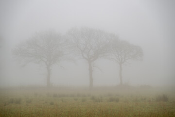 Fototapeta premium Three trees in a line shrouded in a dense veil of mist and fog.
