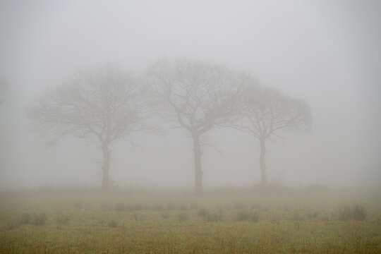 Three trees in a line shrouded in a dense veil of mist and fog.