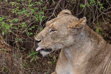 One female Lion resting along the dirt road at Lake Manyara National Park in Tanzania East Africa