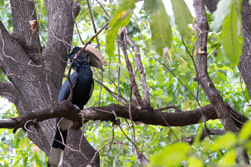 Silvery-cheeked hornbill (Bycanistes brevis) perched at branche in the forest of Lake Manyara National Park in Tanzania East Africa © Hilda Weges