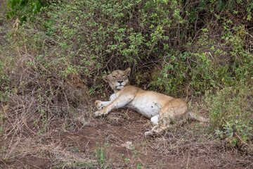 One female Lion resting along the dirt road at Lake Manyara National Park in Tanzania East Africa