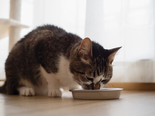 キャットフードを食べる猫