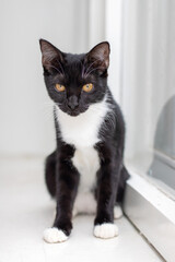 Fototapeta premium A Curious Black and White Cat with Strikingly Beautiful and Mesmerizing Eyes that Captivate