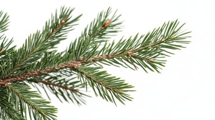 Pine tree branch border realistic vector illustration. Fir twigs with green needles, corner frame isolated on transparent background. Winter holiday evergreen decoration, spruce or cedar elements