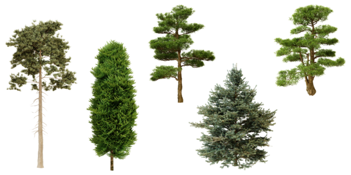 Collection of evergreen trees isolated on white background