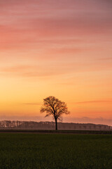 A stunning photo of a solitary tree in a vast meadow at sunrise. The sky is painted in shades of gold, orange, and red, creating a serene and warm atmosphere.