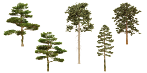 Collection of evergreen trees isolated on white background