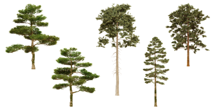 Collection of evergreen trees isolated on white background