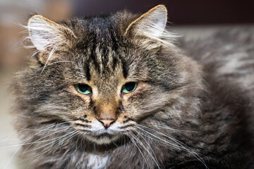 A Fluffy Tabby Cat with Strikingly Beautiful Green Eyes that Captivate Everyones Attention