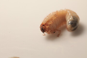 insect  beetle larva close-up