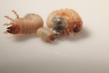 insect  beetle larva close-up