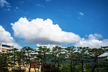 구름 나무 들판 하늘