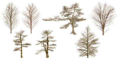 set collection of Dried Plants and Trees isolated