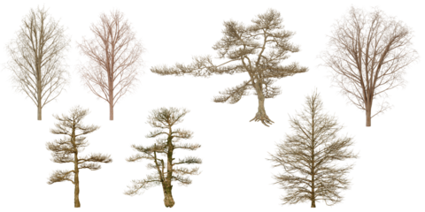 set collection of Dried Plants and Trees isolated