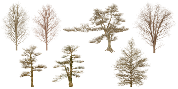 set collection of Dried Plants and Trees isolated