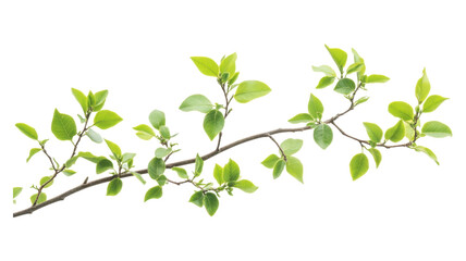 Fresh green leaves dancing under soft sunlight in spring