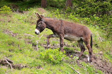 Hausesel (Equus asinus asinus) geht Berghang hoch, Südtirol, Italaien, Europa 