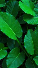 tropical leaves background, monstera, palm, natural foliage botanical backdrop, exotic jungle vibe, seamless nature texture, green color, summer, poster, postcard, screensaver, wallpaper, pattern