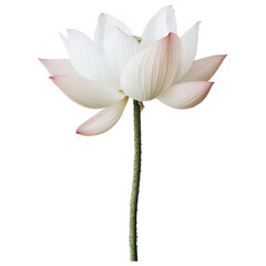 Fototapeta premium Beautiful Lotus Flower in Tranquil Setting on Transparent PNG background.
