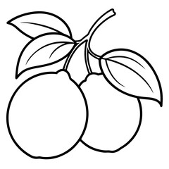 Minimalist Kumquat Vector Design