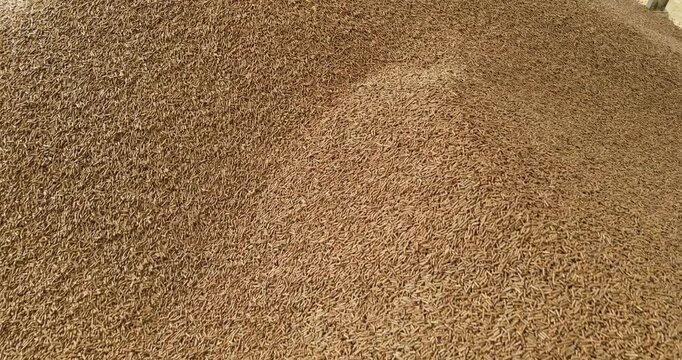 Pelletized biomass fuel piles in a wood processing plant