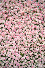 Full vertical background thousands of fresh cuts pink pastel roses decoration wall picture at flower festival in Hanoi, beautiful display of romantic flowers as symbol of love, design element