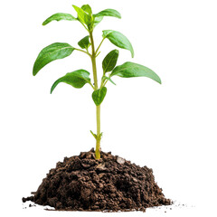 Plant Growing from Coins - Symbol of Wealth and Sustainability on Transparent PNG background.