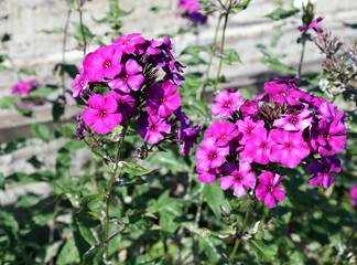 bright red flowering branches of phlox in the garden
