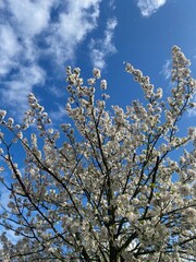 a tree that's blossoming against a bright blue sky