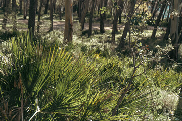 bosque