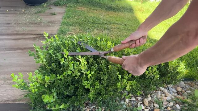 homem contando aparando as plantas do jardim 